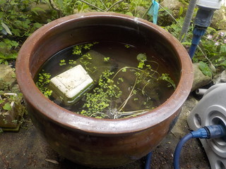 DSCN6585.JPG